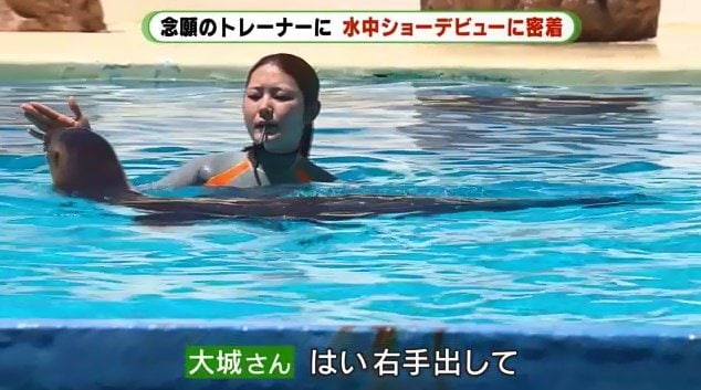 アシカと一緒に回る練習　アシカとの距離が近く怖さも感じる