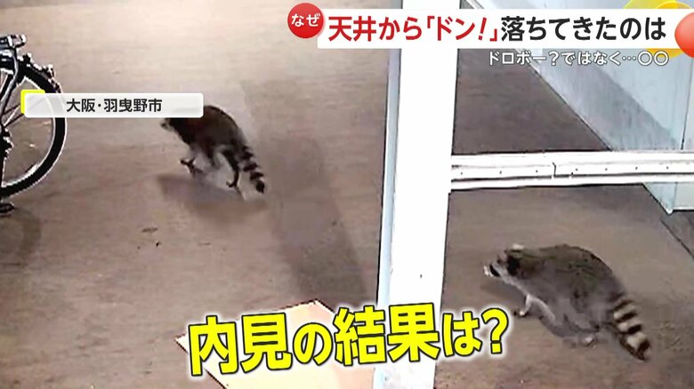 部屋をあとにするアライグマたち（FNN投稿サイト「ビデオPost」）