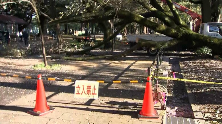 桜の名所・砧公園で3月から3本目の倒木被害