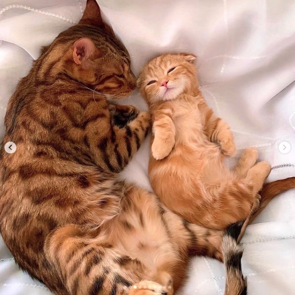 提供：IG @hinako_munchkinさん