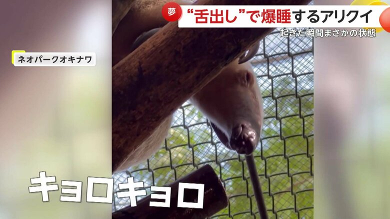 寝ぼけている様子のゆきしおちゃん（映像提供：ネオパークオキナワ）