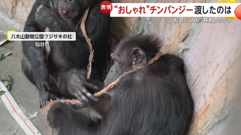 もらった飾りを嫌がるポッキーちゃん