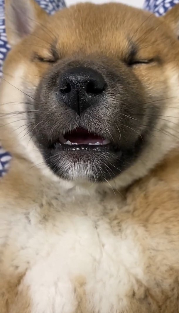 家に迎えて数日で寝言（提供：柴犬 雷吾さん）