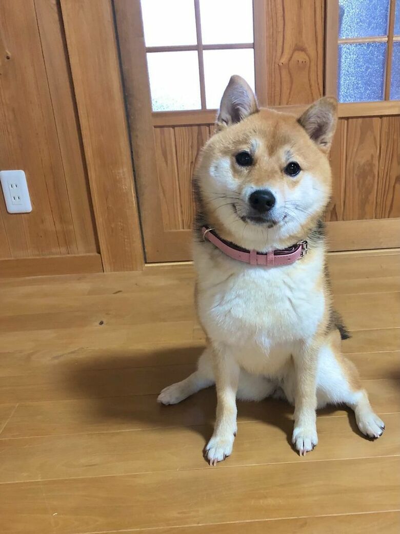 提供：shiba_mugi_さん