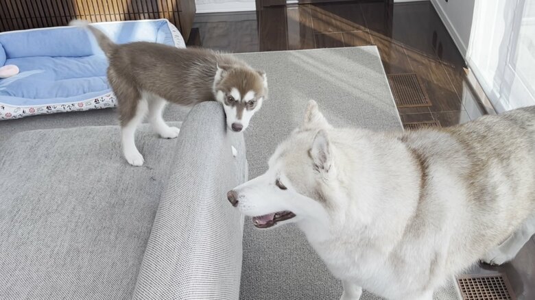 “兄犬”と一緒でうれしいのか、尻尾を振るマリアンちゃん（提供：ヴィヴィまりさん）