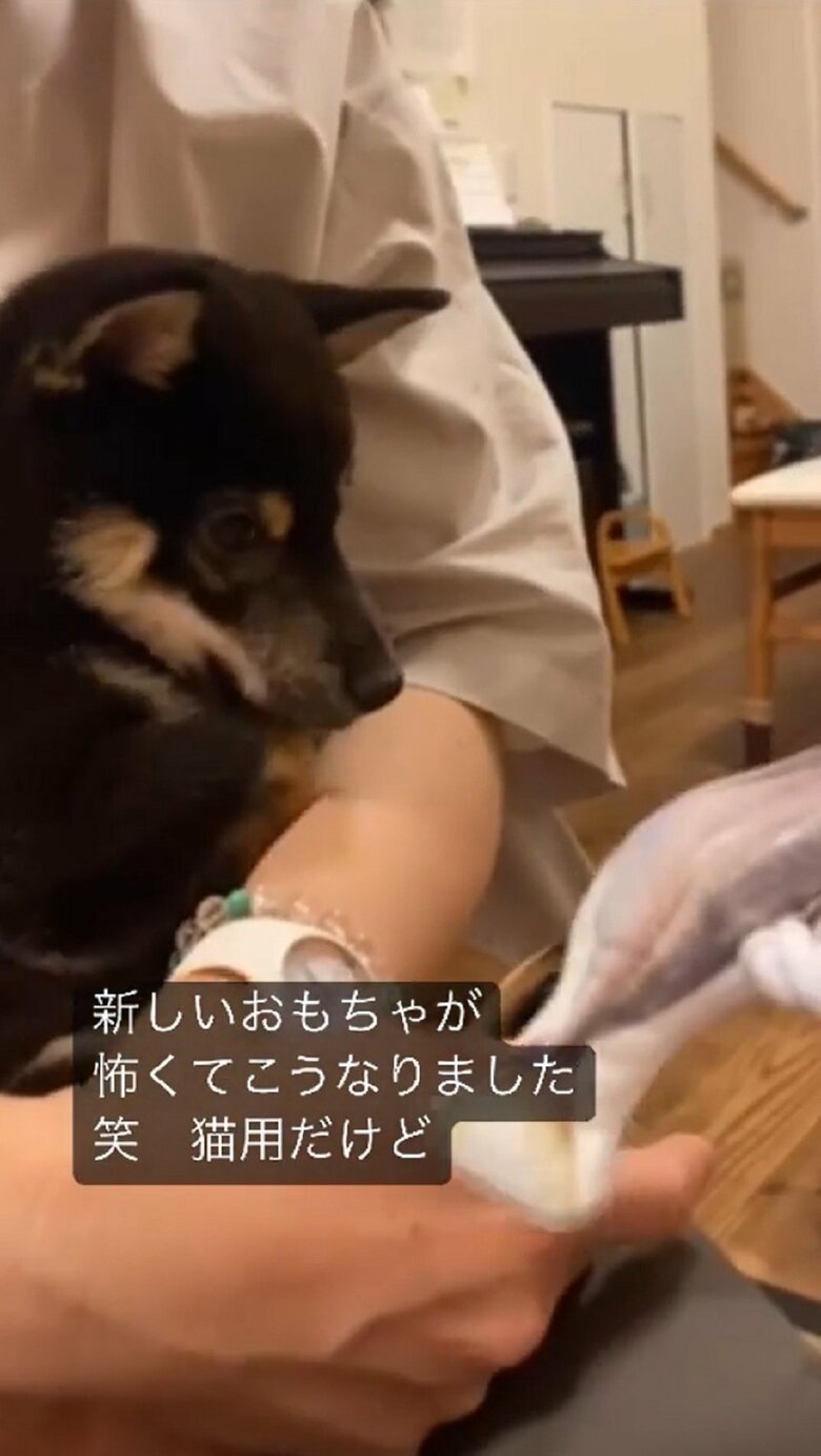 おもちゃを見せると…