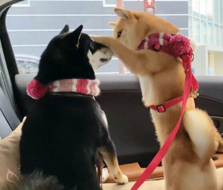 提供：豆柴あさのんさん