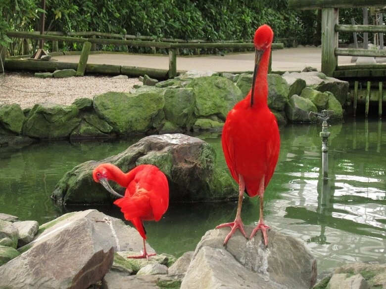 羽繕い中（提供：松江フォーゲルパーク）