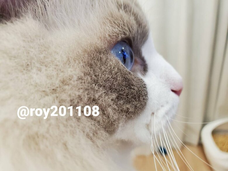 真剣な眼差し（提供：ロイくん@roy201108さん）