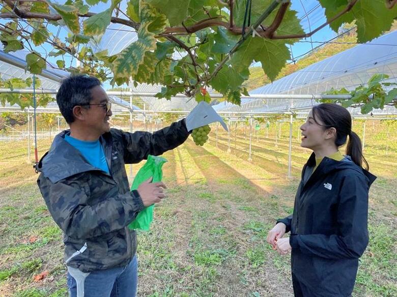 作り始めて3年目のシャインマスカット
