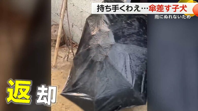 傘は最終的に飼い主に返された