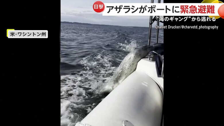 海に落下したアザラシの安否を心配していたボートに乗っていた女性と男性