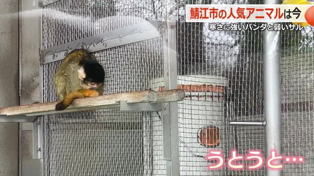 思わずうとうとしてしまうサルも