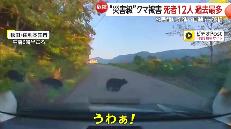 走行中の車の目に前に現れた親子とみられるクマの群れ②