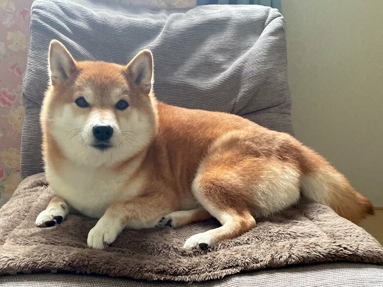 普段のハルちゃん