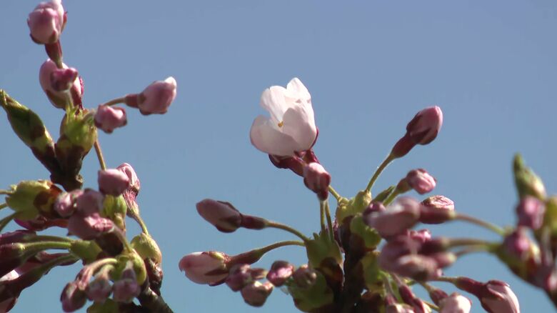 松前公園では13日午後3時に開花を宣言