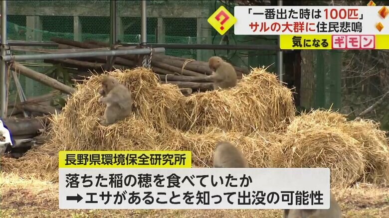刈り取った稲穂の上にサルが座って何かを食べている