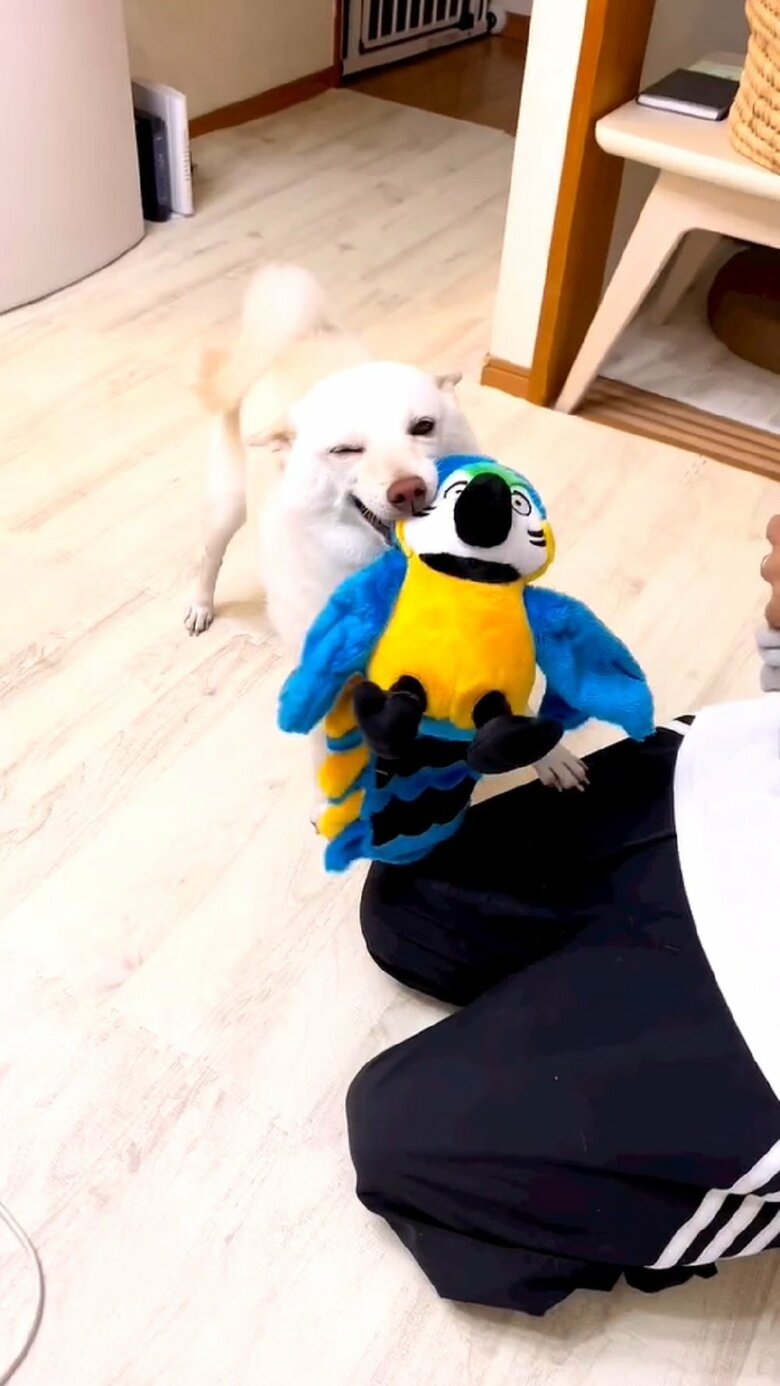 青い鳥のおもちゃをくわえる“姉”犬のまめたちゃん