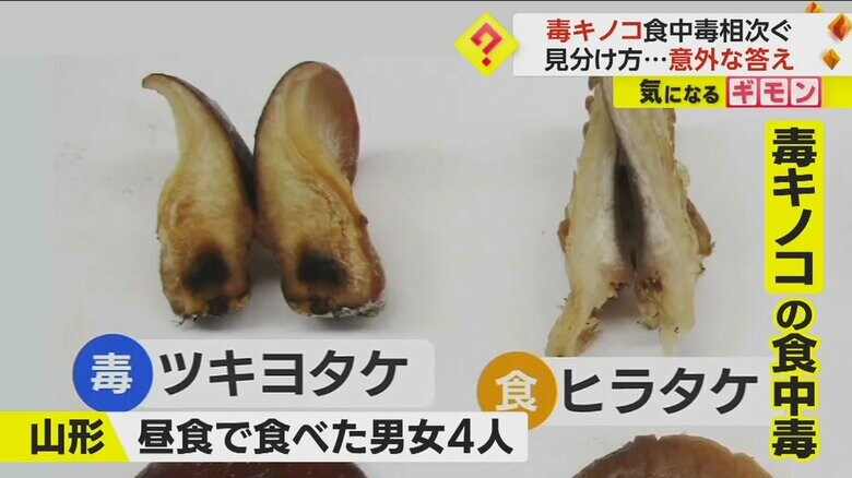 山形で男女4人が食中毒になった毒キノコのツキヨタケと、食用のヒラタケ