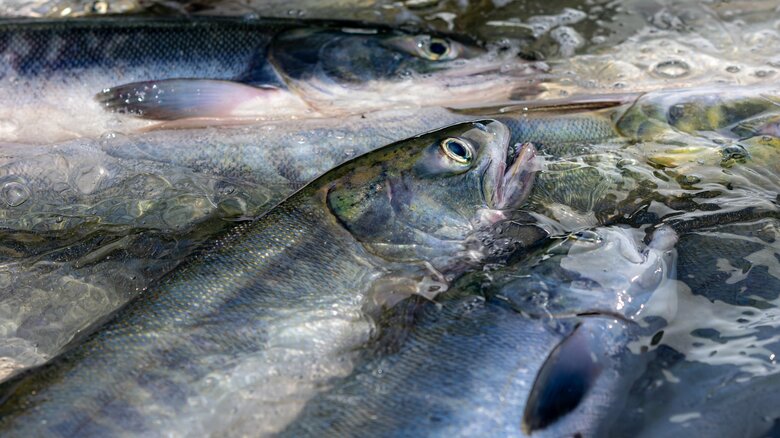 サケを使った料理も多い（画像提供：石狩市）