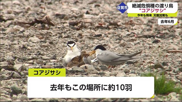ヒナを育てる親鳥