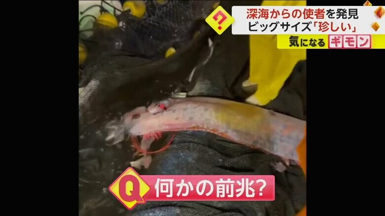 定置網にかかったリュウグウノツカイが引き上げられる様子