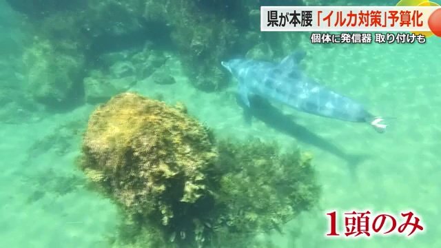 被害をもたらしたイルカは1頭とみられている