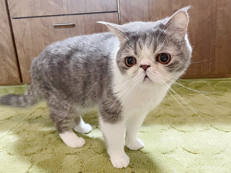 先住猫・しょげくん