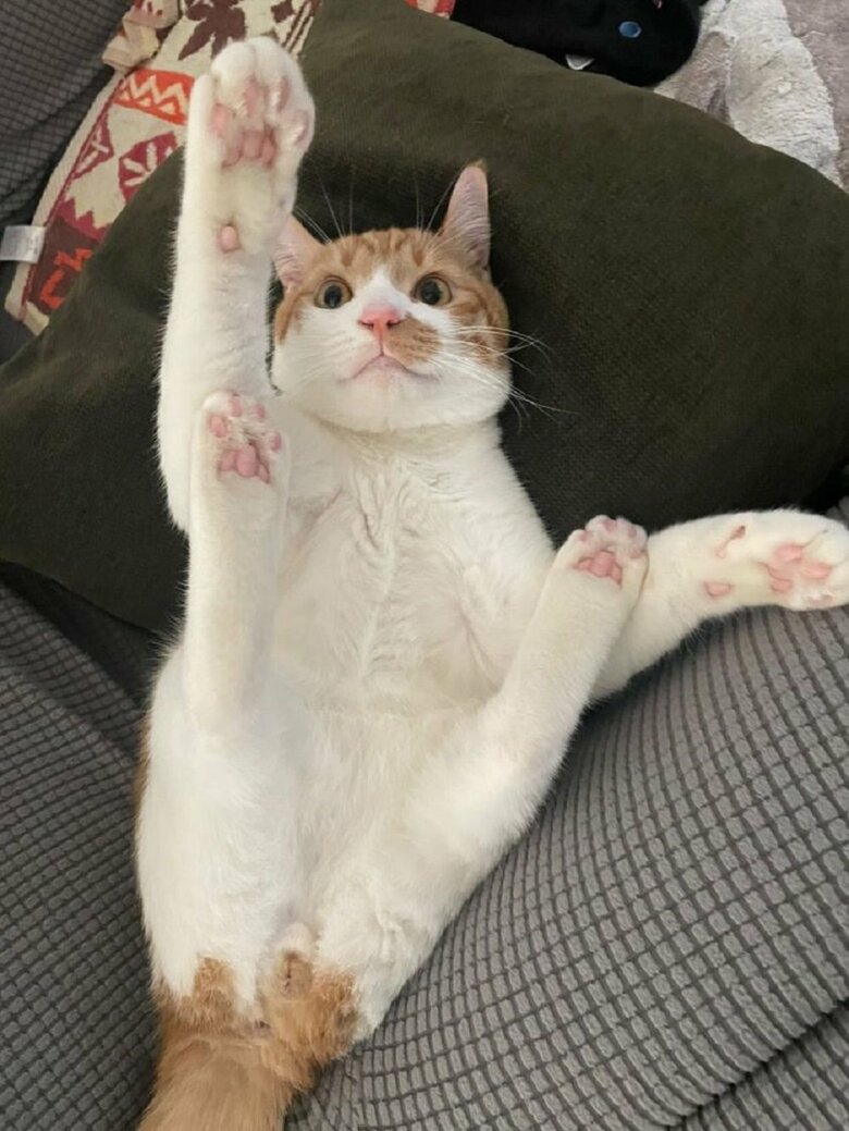 おなかを見せてごろーん