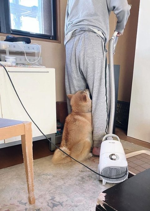 提供：柴犬こむぎさん