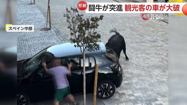 闘牛が止まっていた黒い車に向かって突進する一部始終③