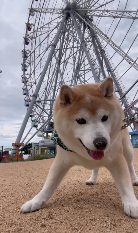 落ちている石を見つけてウキウキ