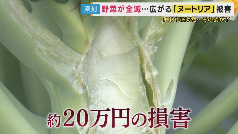 ヌートリアに食べられたブロッコリー