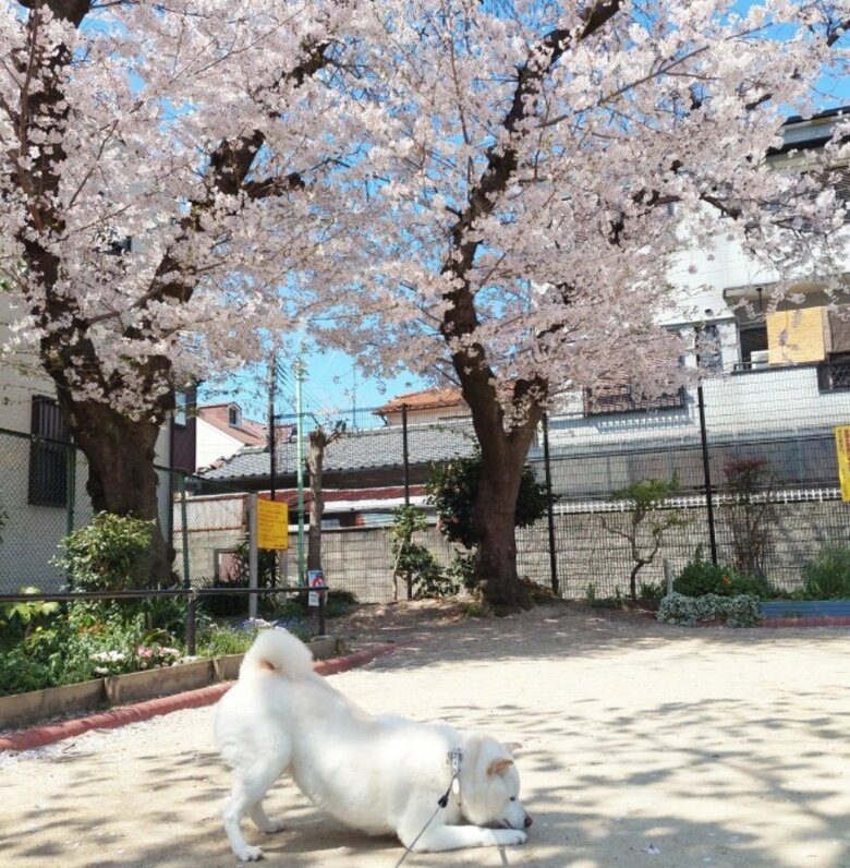 提供： kinako_kinakoさん