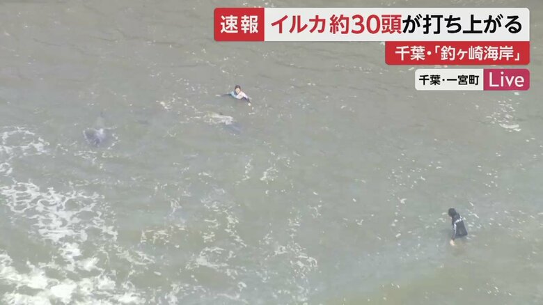 イルカを海に戻そうとするなど、救出活動を行う人たち（午前11時40分頃撮影）