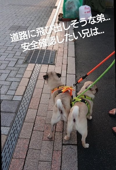 “弟”が車道へ飛び出さないように体でガード（提供：たまごandおもちさん）