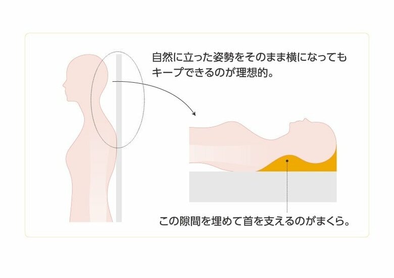 枕の役割（提供：西川株式会社）