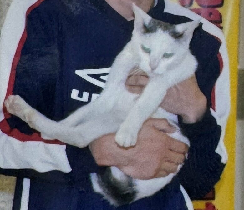 学校を訪れて1年ほど経った子猫時代のたま警視
