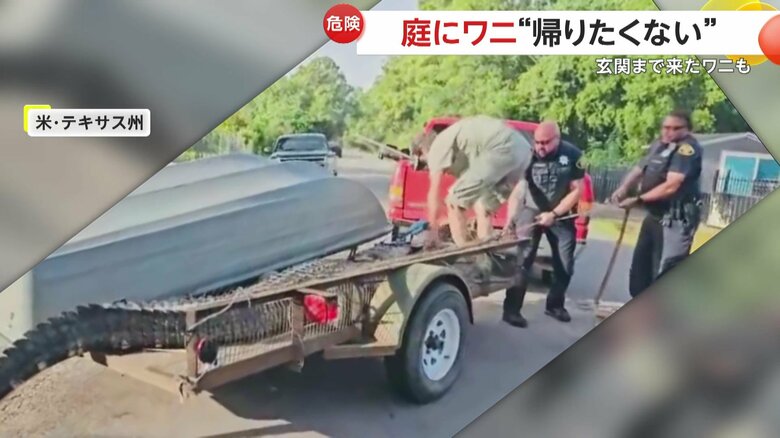 何百kgあるのかわからないが、3人がかりでなんとか荷台に載せたワニ