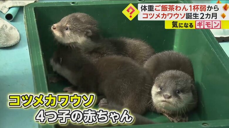 箱の中に仲良く入るコツメカワウソの4つ子の赤ちゃん