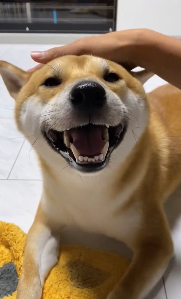 提供：柴犬 雷吾さん