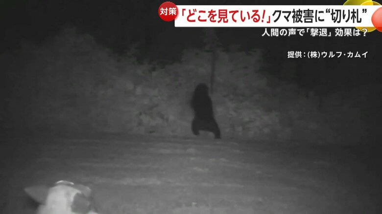 「モンスターウルフ」の音で逃げていくクマ④