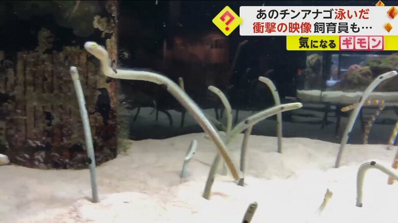 泳ぐチンアナゴ（京都水族館）