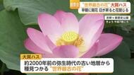 吉野ヶ里歴史公園で「世界最古の花」大賀ハスの早朝観賞会　【佐賀県】
