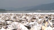 海岸に“白い異変”大量のカキ殻漂着　津波でさらに増加　海水浴場は今年も開設中止に【宮城・石巻】