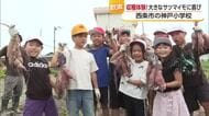 「やばっ、でっか」西条の小学校の授業でサツマイモ収穫　大きさにビックリ　児童に弾ける笑顔【愛媛】