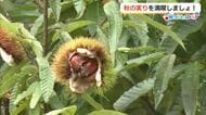 シルバーウイークはフルーツ狩りへ　りんご狩り＆栗拾いで実りの秋を満喫（島根）