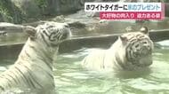 ホワイトタイガーも大興奮！　大好物の肉入り氷のプレゼント　伊豆アニマルキングダムの人気イベント