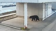 秋田市中心街でクマ出没…朝の通勤時間に歩行者とニアミス　「想定外の場所に現れた」県庁に近いハローワークにもアーバンベア