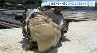 「厳戒アラート」続く広島カキ　大量死リスクにもがく生産者、冷凍拡充で活路を切り開く加工会社を追跡